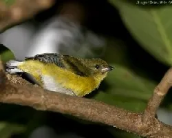 Yellow-throated Euphonia