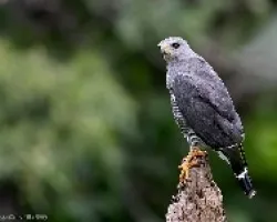 Gray Hawk