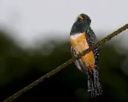 Orange-bellied Trogon