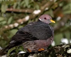 Band-tailed Pigeon