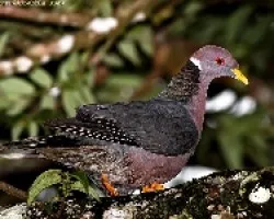 Band-tailed Pigeon