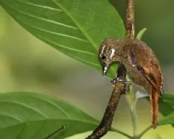 Plain Xenops
