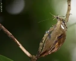 Plain Xenops