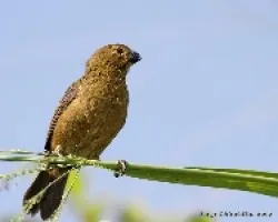 Thick-billed Seed-finch