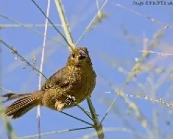 Thick-billed Seed-finch