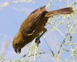 Thick-billed Seed-finch