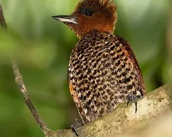 Celeus loricatus