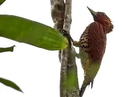 Celeus loricatus
