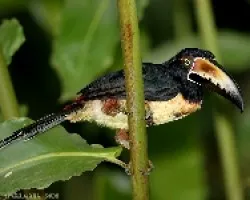 Collared Aracari