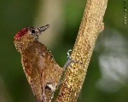Smoky-brown Woodpecker 