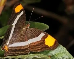 mariposa
