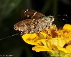 skiper