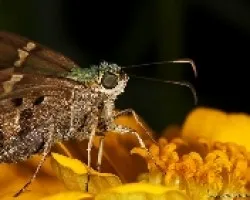 skiper