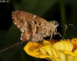 skiper