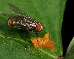 mosca