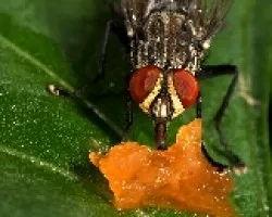 mosca