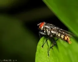 mosca