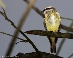 Piratic Flycatcher???