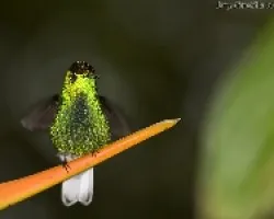 Coppery-headed Emerald 