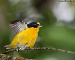 Yellow-throated Euphonia