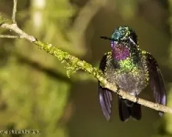 Purple-throated Mountain-gem