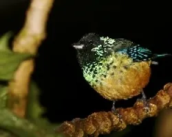 Tangara dowii