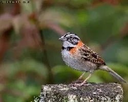 Rufous collared Sparrow