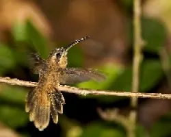 Stripe-throated Hermit