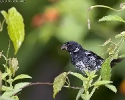 Variable Seedeater male Pacific race