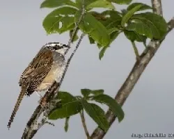 Stripe-headed Sparrow