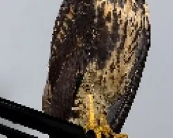 Common Black-Hawk (juvenil)