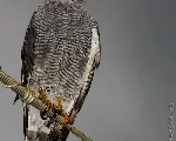 Gray Hawk