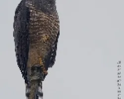 Roadside Hawk