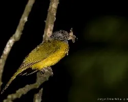 Cazador