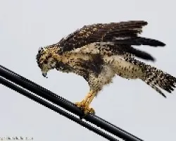 Common Black-Hawk (juvenil) 