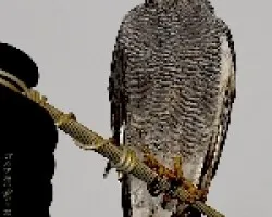 Gray Hawk