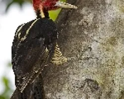 Pale-billed Woodpecker