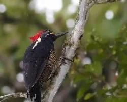 Lineated Woodpecker