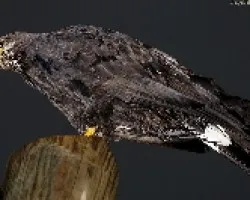 Buteogallus anthracinus