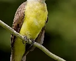 Great Kiskadee