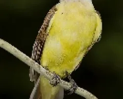 Great Kiskadee
