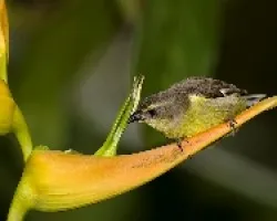 Banaquit (Coereba flaveola)