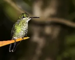 Green-crowned Brilliant