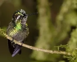 Purple-throated Mountain-gem