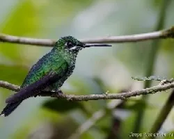 Green-crowned Brilliant