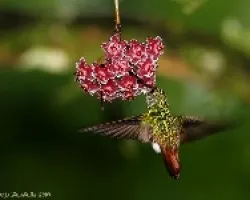 Rufous-tailed Hummingbird