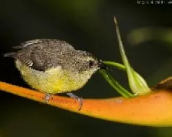 Banaquit (Coereba flaveola)