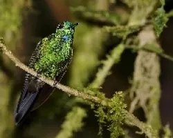 Magnificent Hummingbird juvenil