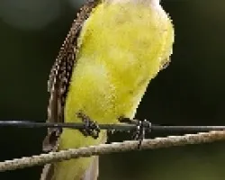 Great Kiskadee