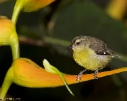 Banaquit (Coereba flaveola)